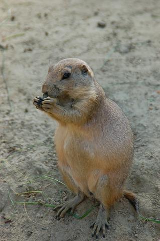 dierentuin emmen_0972